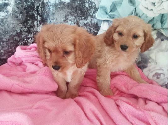 Εδώ έχω ένα σκουπίδια cavapoos f1 εκεί